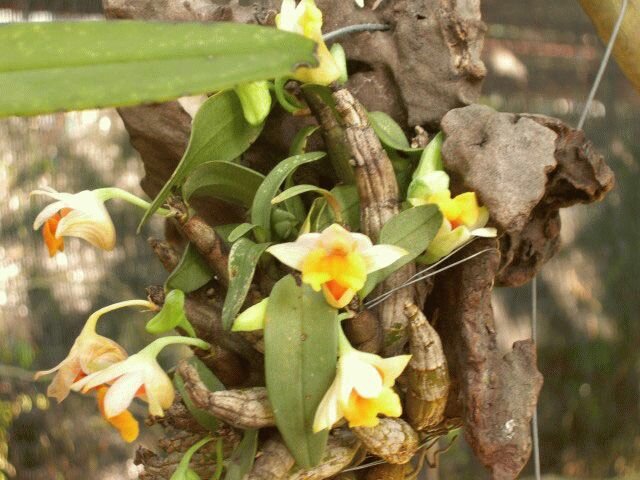 Дендробиум (Dendrobium) 
