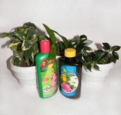 Удобрения для комнатных растений 