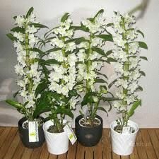 Дендробиум (Dendrobium) – обширный род семейства Орхидных, или Орхидей.