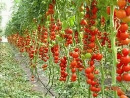 пасынкованные томаты