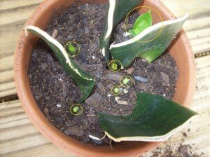 Сансевьера: размножение кусочками листьев