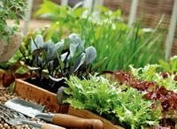 выращиваем зелень дома на подоконнике или балконе