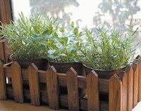 На подоконнике дома можно вырастить зелень: укроп, петрушку, базилик, розмарин, зеленый лук, мяту, рукколу и многое другое