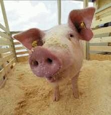 откорм свиней на мясо