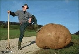 картофель для посадки