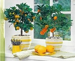 О том, как ухаживать за лимоном дома