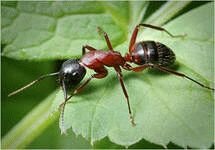 дачный муравей