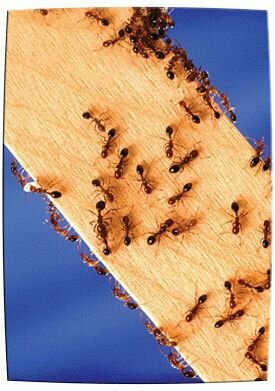 боремся с муравьями …