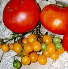 рассада, томаты