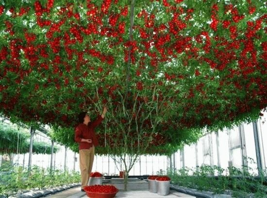 томатное дерево Спрут по гидропонной технологии