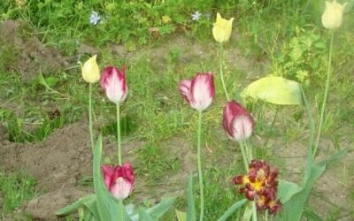 выращивание тюльпанов в саду